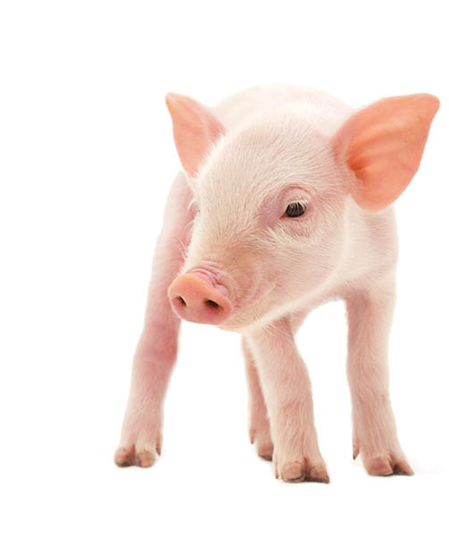 Pig on white