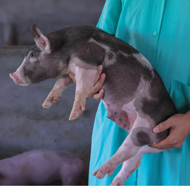 hand holding piglet at the pig farm