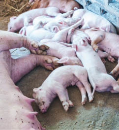 Small piglet and mother in the farm