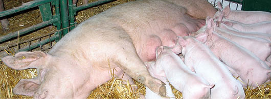 Little pigs and mother pig