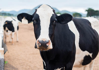Cows grazing on field 