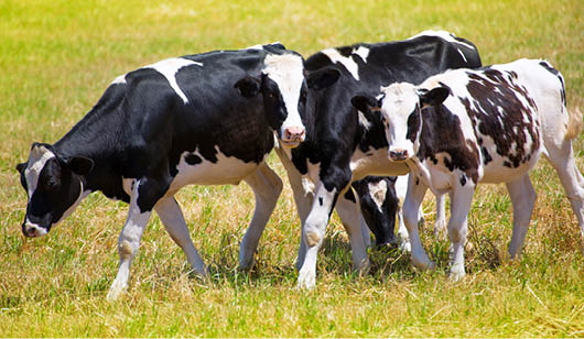 Menorca Friesian cow cattle grazing in green meadow at Balearic Islands of Spain