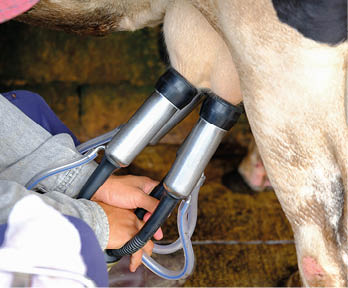 The Milkmaid by farmers hands at Thailand