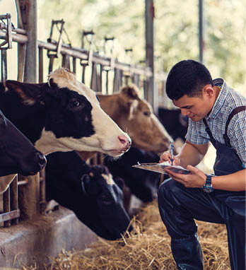 Farmers are recording details of each cow on the farm 