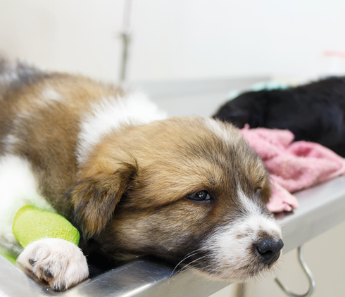 illness puppy Thai Bangkaew Dog  with catheter at its leg on operating table in veterinary clinic