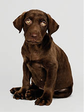 Adorable chocolate Labrador Retriever portrait
