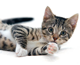 Little funny kitten  Isolated on white