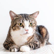 cute and grey cat on wood background with copy space