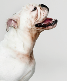 Adorable Bulldog puppy portrait