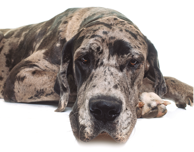 Great Dane in front of white background