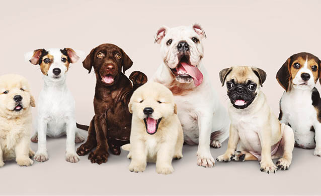 Group portrait of adorable puppies