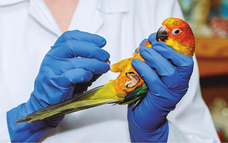 Veterinarian doctor is making a check up of a parrot  Veterinary Concept  veterinarian checks the parrot