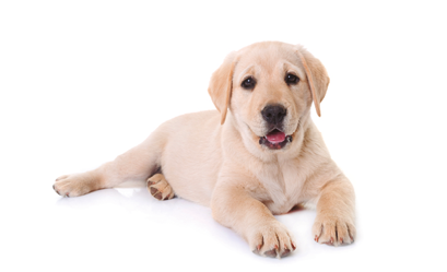 puppy labrador retriever in front of white background