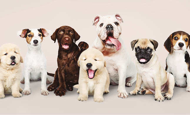 Group portrait of adorable puppies