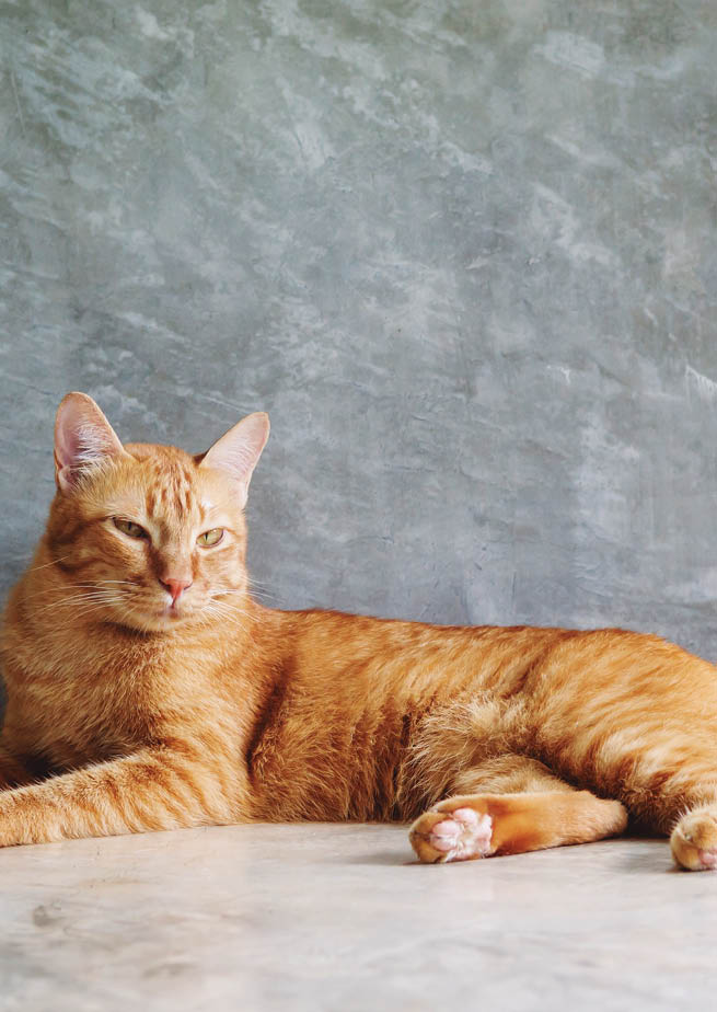 Red cat sitting on a gray background 