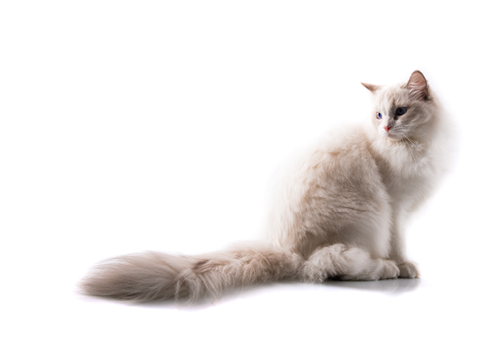 Adorable cat on isolated white background