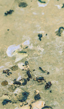  Bird droppings on the cement floor