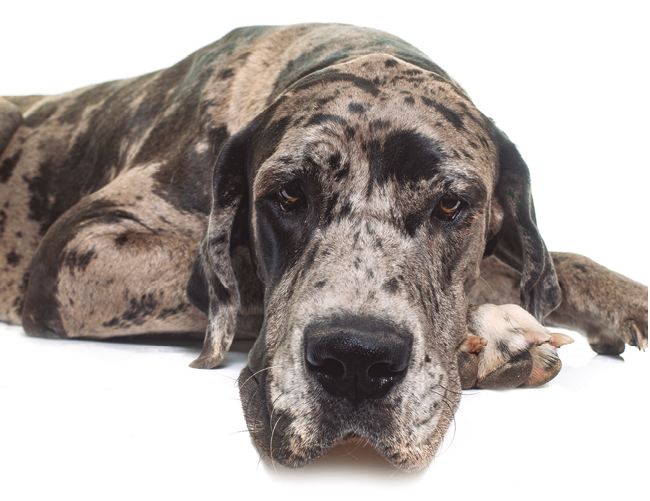 Great Dane in front of white background
