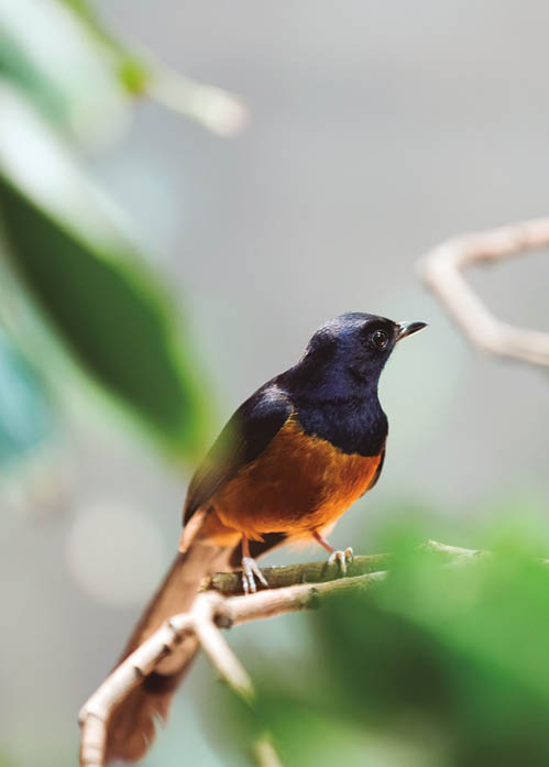 Exotic bird - white-rumped shama  Copsychus malabaricus    