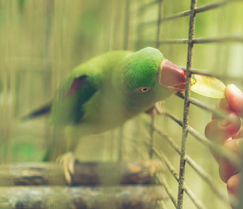 green Parrot in the cage