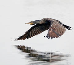 Indian cormorant Phalacrocorax fuscicollis bird flying on the ponds