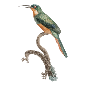 Rufous-tailed Jacamar from Histoire Naturelle des Oiseaux de Paradis et Des Rolliers  1806  by Jacques Barraband  1767-1809  