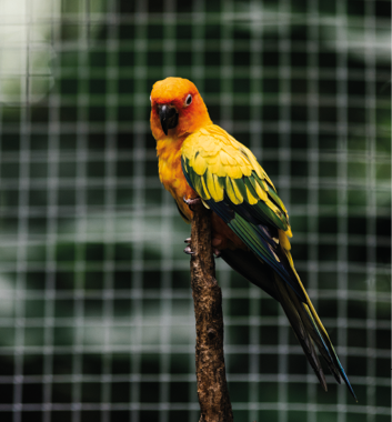 Colorful parakeet on a tree branch