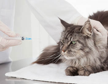 Vet doing injection at a maine coon in medical office