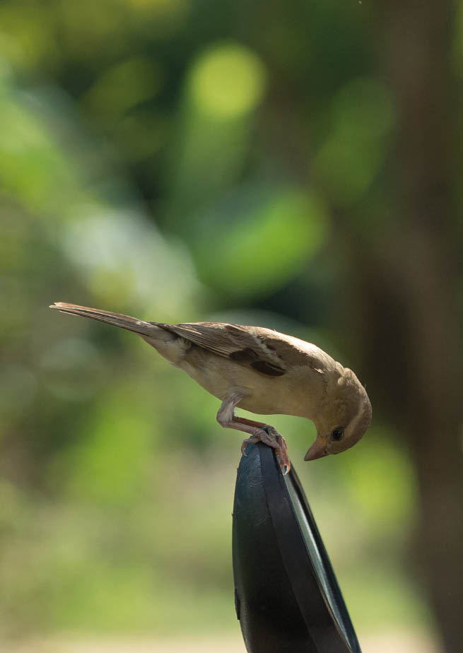 Close up photos Passer montanus