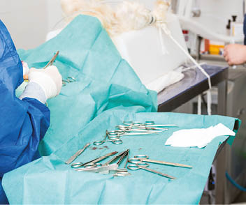 Veterinary surgeon operating a dog
