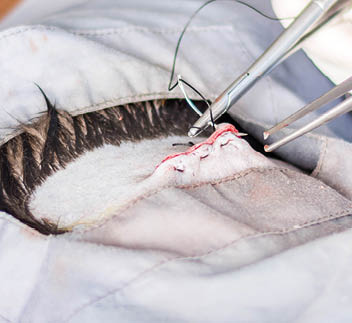 Vet doing the operation for sterilization  The cat on the operating table in a local clinic  Cat in a veterinary surgery  