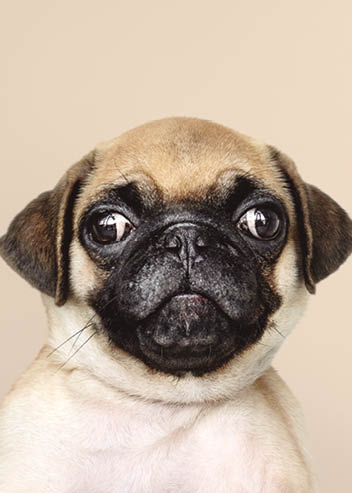 Adorable Pug puppy solo portrait