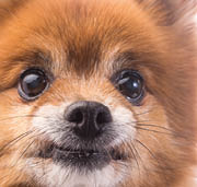 little red dog lying on a white background