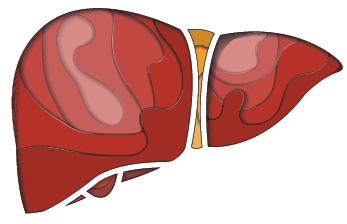 Human liver paper cut concept  vector illustration 