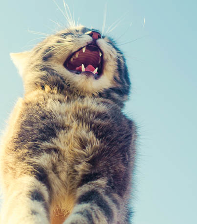 happy funny smiles gray cat on a blue background in sunlight  cat in the sky  a pet  beautiful kitten  place for text