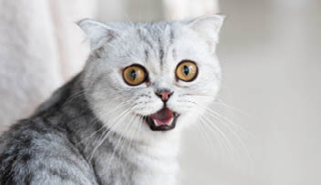 Beautiful grey tabby cat with yellow eyes stands on white floor
