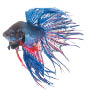 Blue siamese fighting fish  betta splendens isolated on white background