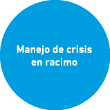 Manejo de crisis en racimo