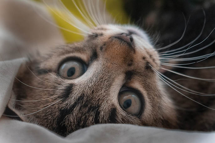 A closeup shot of a cute domestic cat with mesmerizing eyes looking at the camera