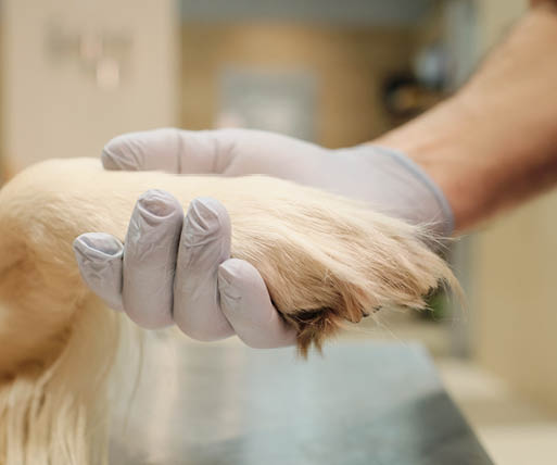 Close-up of the vet in protective gloves holding dog's paw and taking care of animals