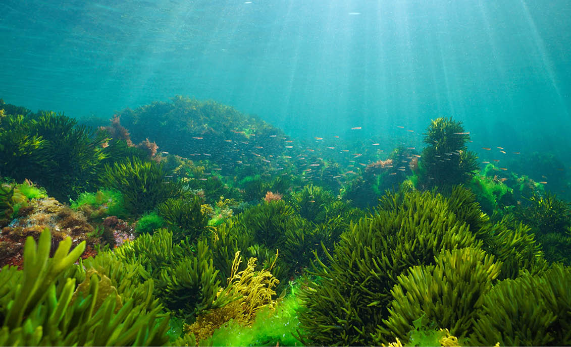 Algae on the ocean floor with natural sunlight, underwater seascape in the Atlantic ocean, Spain, Galicia