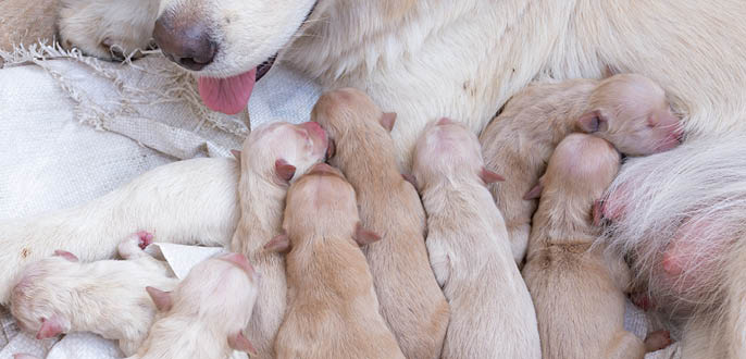 Newborn golden retriever puppy detail closeup pet art