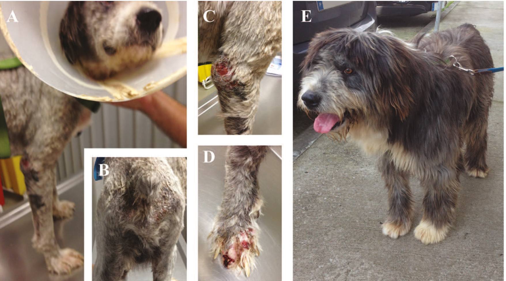 Canine leishmaniosis (CanL) caused by Leishmania infantum is a zoonotic disease of global concern.
