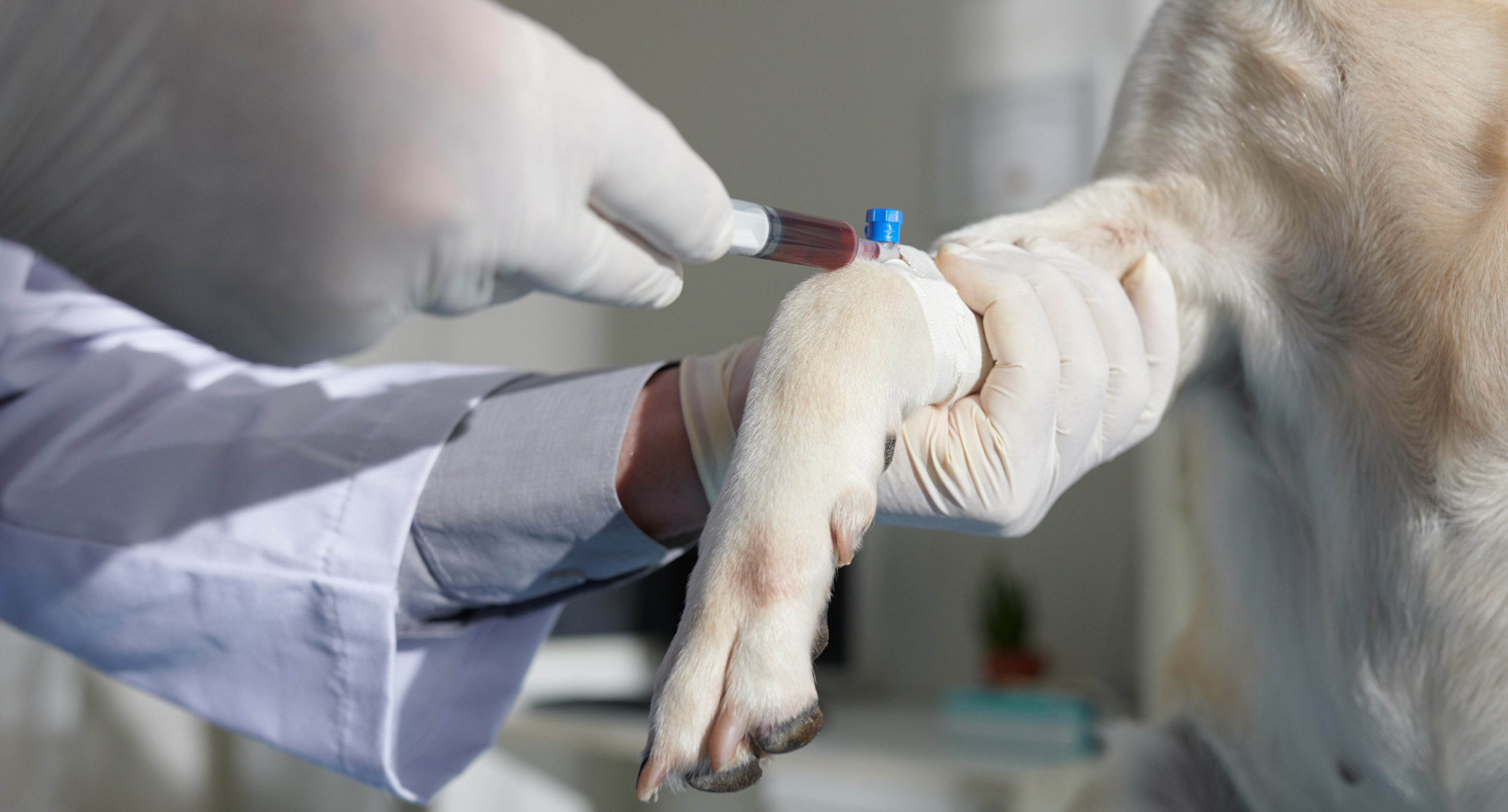 Process of veterinarian doing canine cephalic vein blood collection