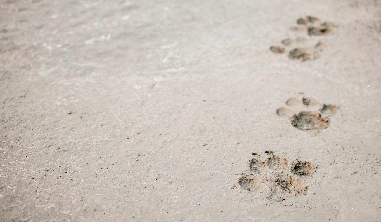 Dog footprints on cement concrete floor background