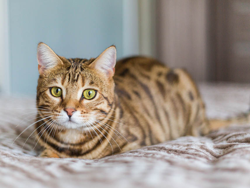 A closeup of a cute domestic Bengal cat lying on a bed with a blurry background