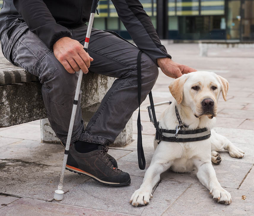 Male person sitting on the bench and gently petting a guide dog sitting next to his legs. Service and assistance animals concept.