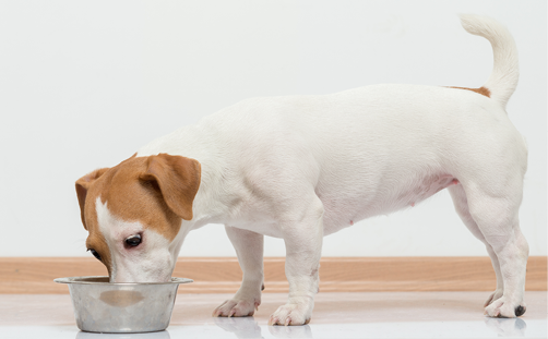 Jack Russell Terier eating food from her bowl