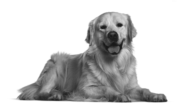 Golden Retriever dog lying against white background