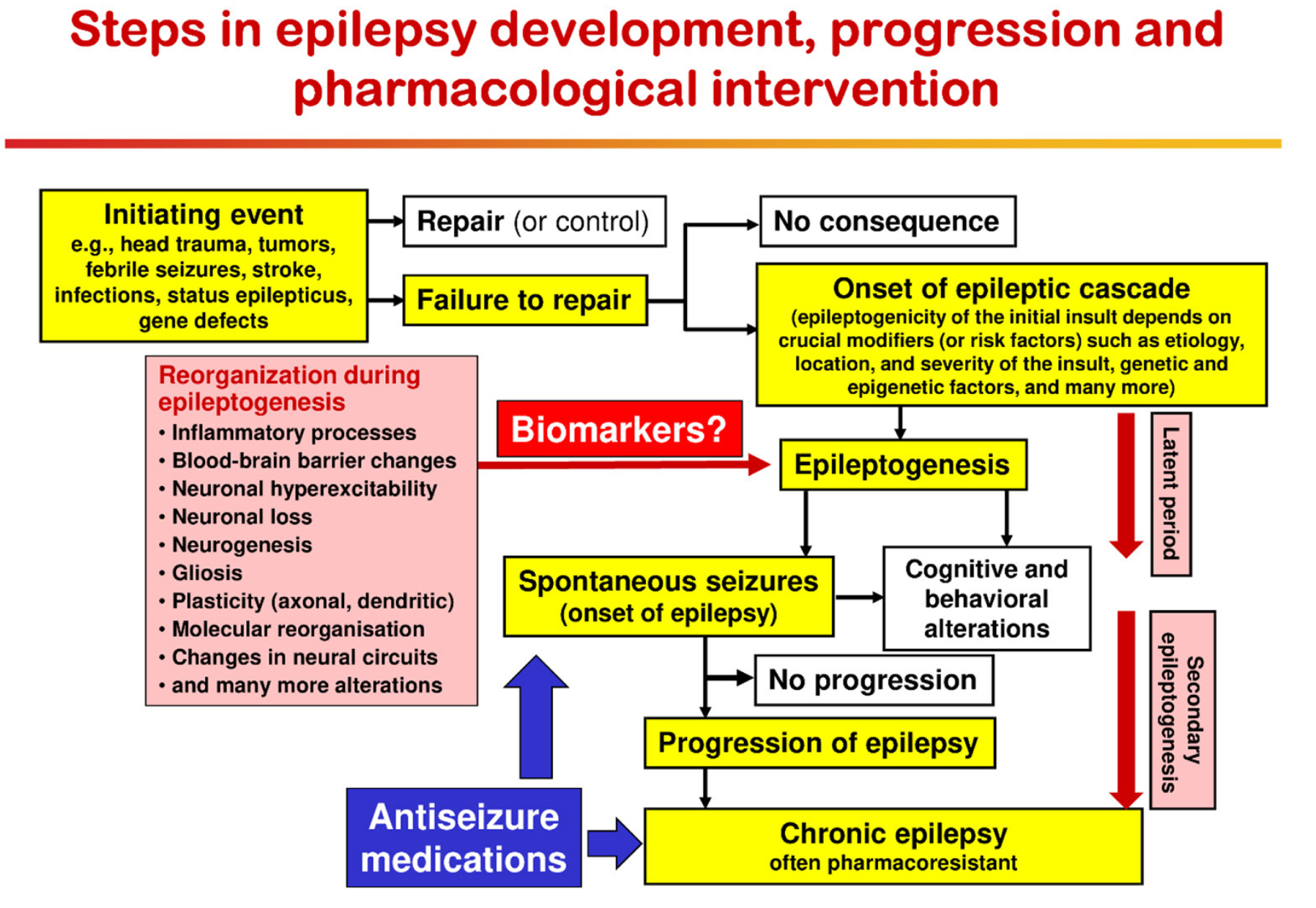 Epilepsy is a common neurological disease in both humans and domestic dogs, making dogs an ideal translational model of epilepsy.